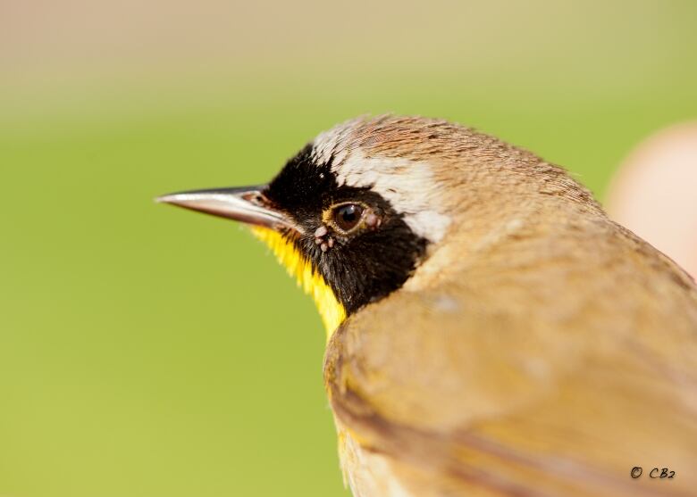 Yellow and brown bird with black eyestripe that has several ticks attached around its eye. 