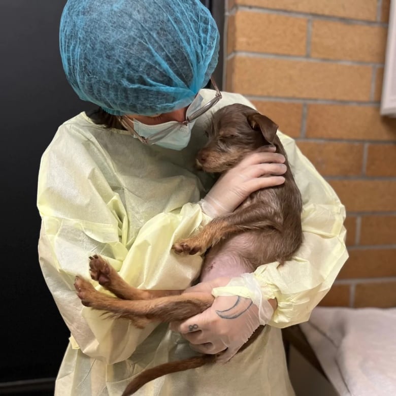 A person wearing scrubs cuddles a small brown dog.