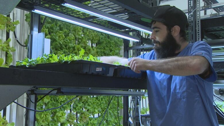 A man in blue scrubs is moving trays of lush green produce grown indoors at a facility in eastern Newfoundland.