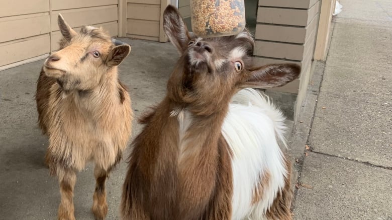 Two goats stand by their owner near a building as he delivers a seed bottle to the goat on the far right.