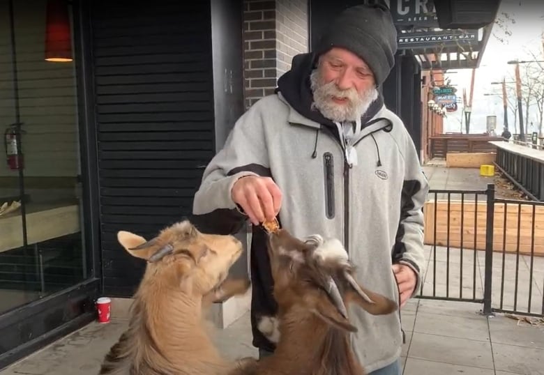 A man in a grey jacket with a black tuque feeds two goats near a shop.