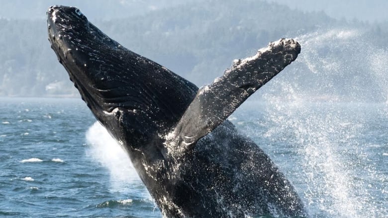 A breaching humpback whale is pictured in the Salish Sea. It was a record-breaking year for humpback whales and killer whales sightings. 