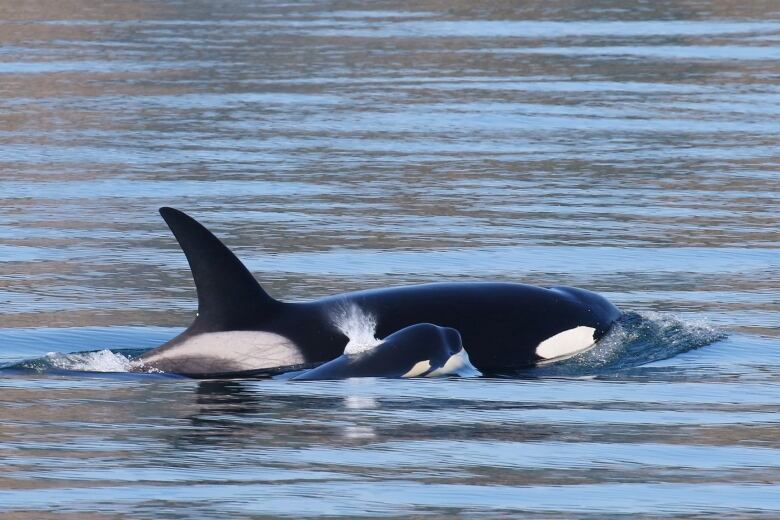 The coastal Biggs population keeps growing, with 10 new calves born in 2022. 