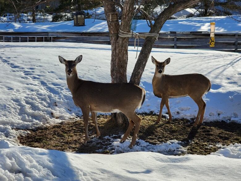 A doe and fawn feeding in urban Thunder Bay,Ont.