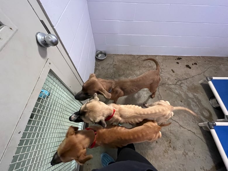 Three extremely emaciated dogs stand next to a door with a grill in it.