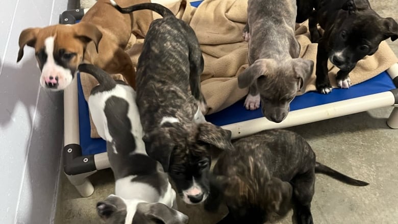 A group of ten-week-old puppies crowd around the feet of an SPCA protection officer.