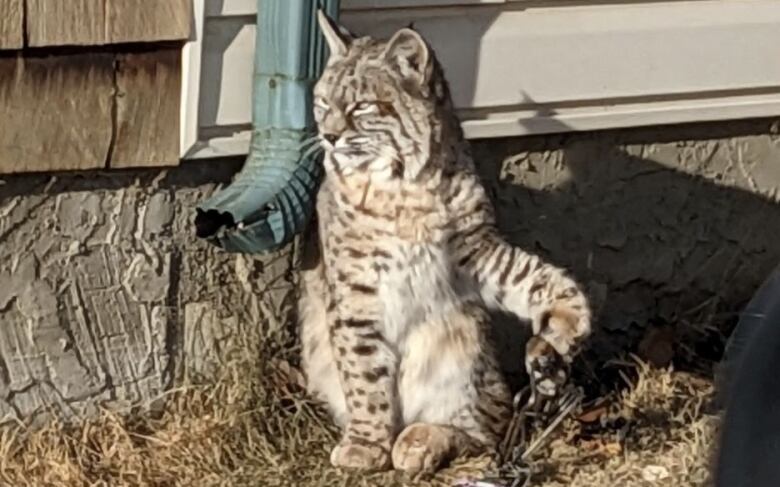 A bobcat sits in the sun holding up its left front paw, which is encased in what appears to be a metal trap. 