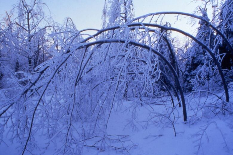 Trees encased in thick coats of ice bowed due to the weight.