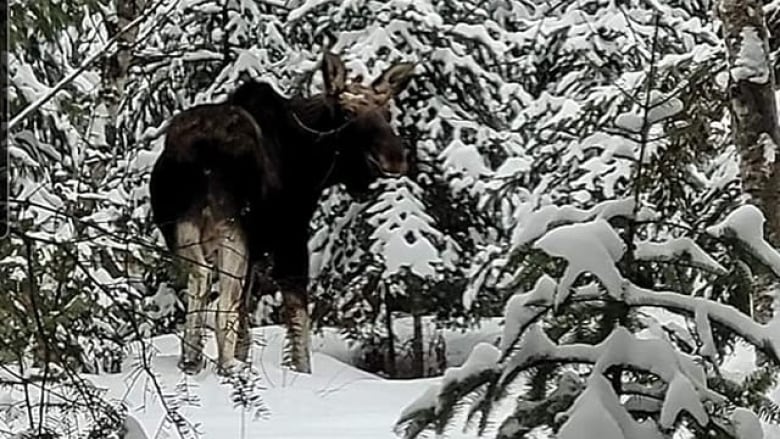 An adult male moose in the snow.