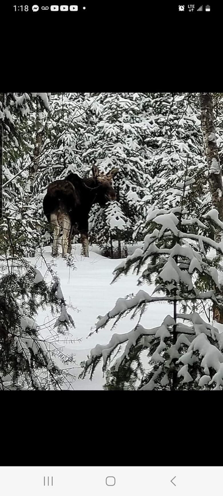 An adult male moose in the snow.