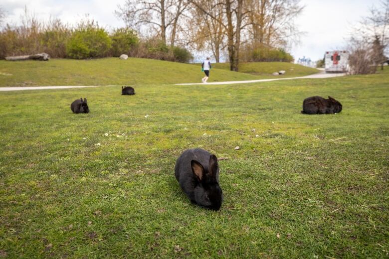 A bunch of small black rabbits sit on a patch of grass in a park, with a jogger visible on a path in the background.