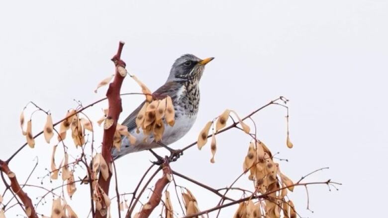 A bird with white, brown and grey markings and a yellow beak is perched on a branch against a white background.