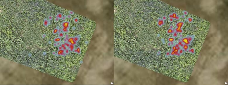 A side-by-side comparison of the predictions and actual results of the common reed using a heat map. 