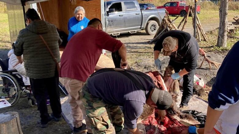 A group of Indigenous people, including elders and two ex-detainees, butcher a moose on a sunny fall day in Kahnawake, Que. 