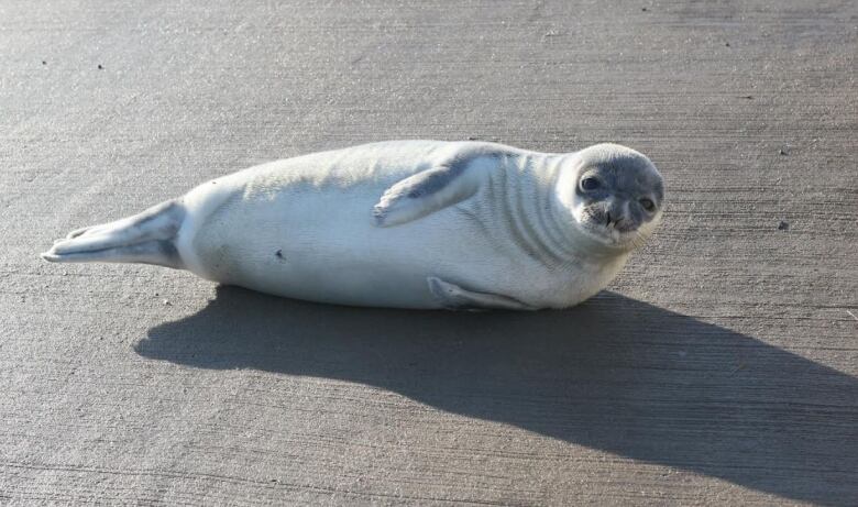 If you encounter young seals, like this hooded seal pup, leave them be. If you are concerned about the animals well-being call the Marine Animal Rescue Society at 1-866-567-6277.