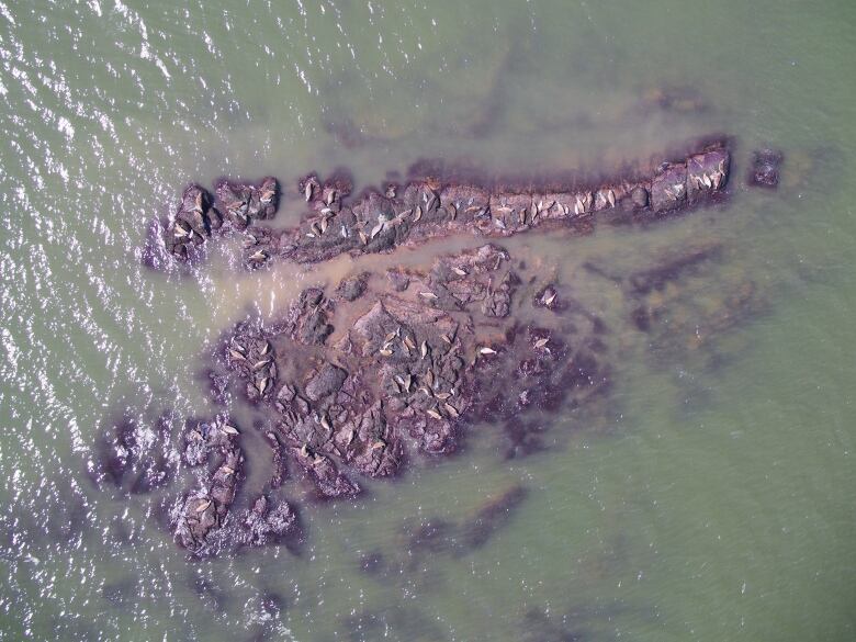 Seals with their news pups rest on rocks off the coast near Saint John. 