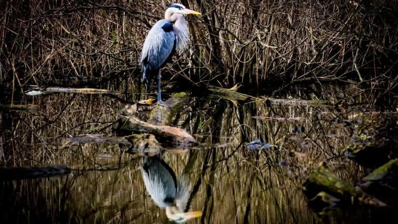 A blue heron stands on a log at Malden Park.