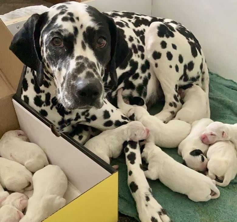 A Dalmatian looks up, over a bunch of puppies.