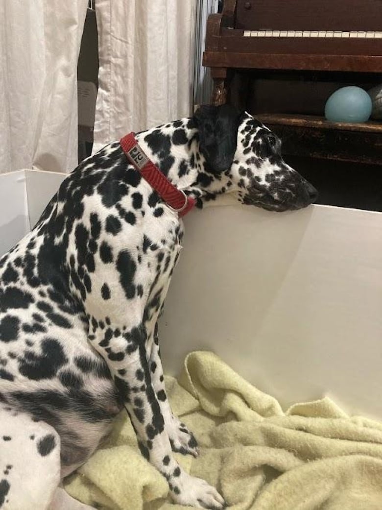 Dalmatian dog shown pregnant with 16 puppies.