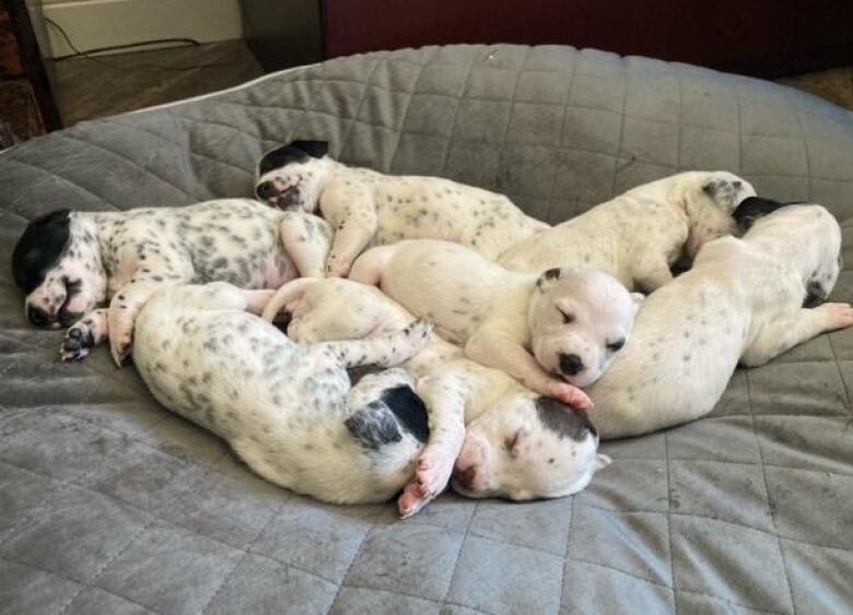 pile of Dalmatian puppies asleep on a big dog bed.