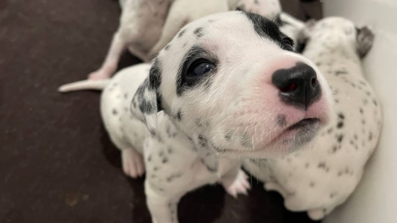 Close up of a puppy's nose and face.