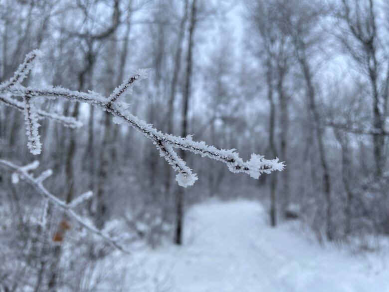 Birch Forest Trail at Moose Mountain Provincial Park is fun year-round. But wintertime has its own particular magic. 