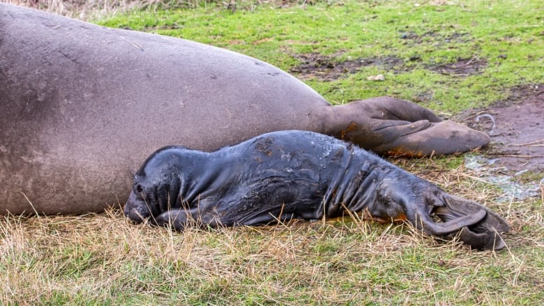 Baby elephant seal is laying on the grass next to its mother. 