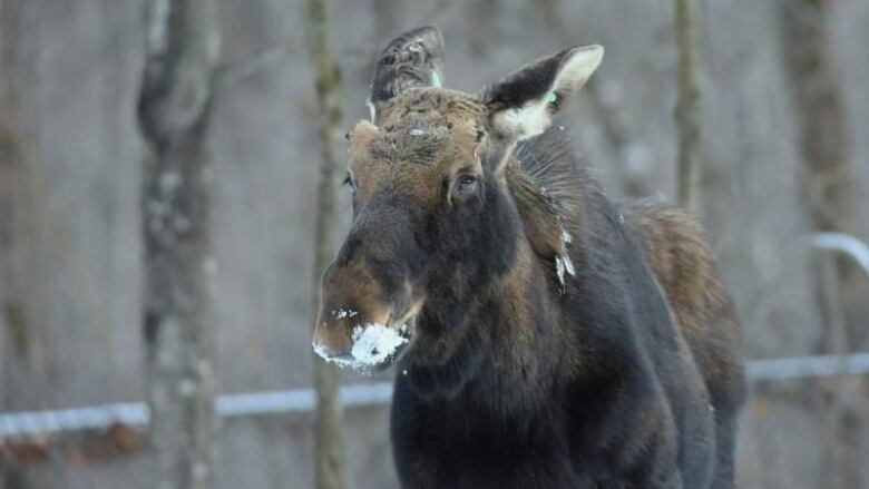 Blobs of snow drip from the snout of a large, brown moose. 