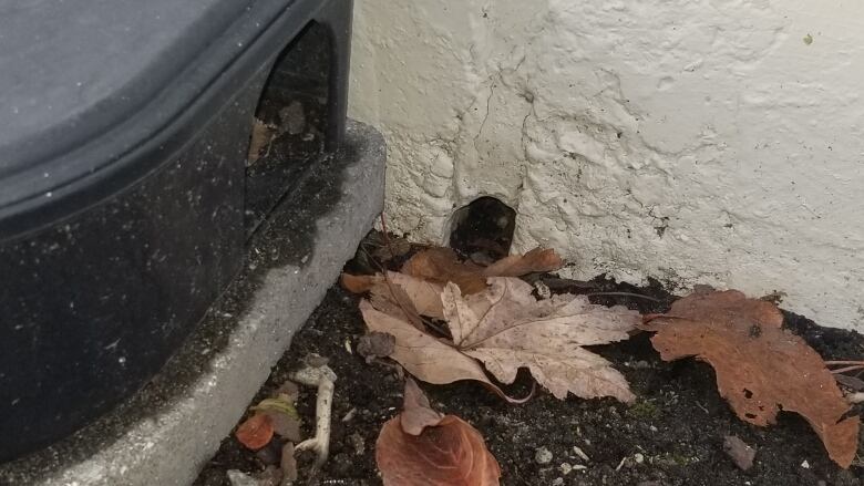 A rodent bait box sits next to a hole in the exterior wall of a B.C. property.