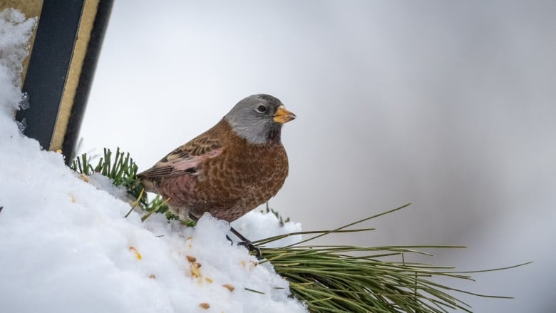 A chocolate milk coloured bird with a grey head is seen sitting on snow near some pine needles.