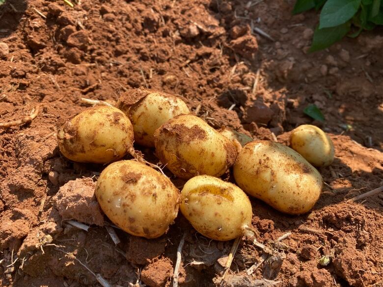 Potatoes in a field.