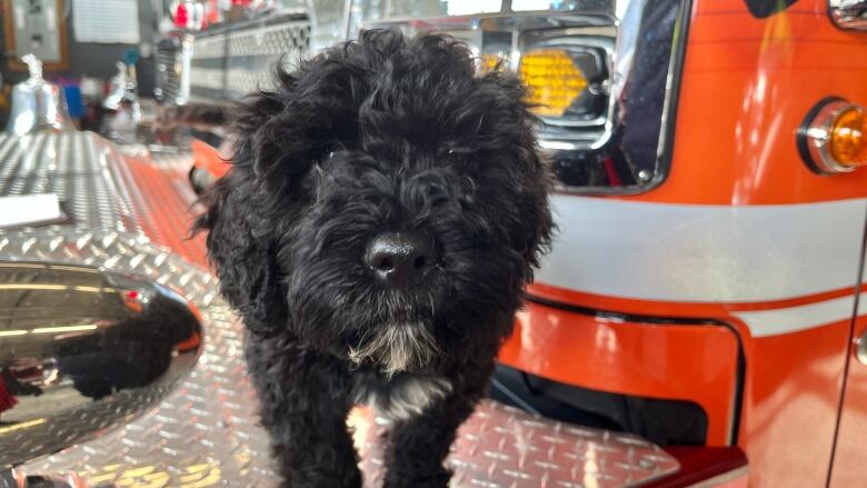 The puppy is a 15-week-old Portuguese water dog and has been at the Kahnaw:ke Fire Brigade since Jan. 10, 2023.