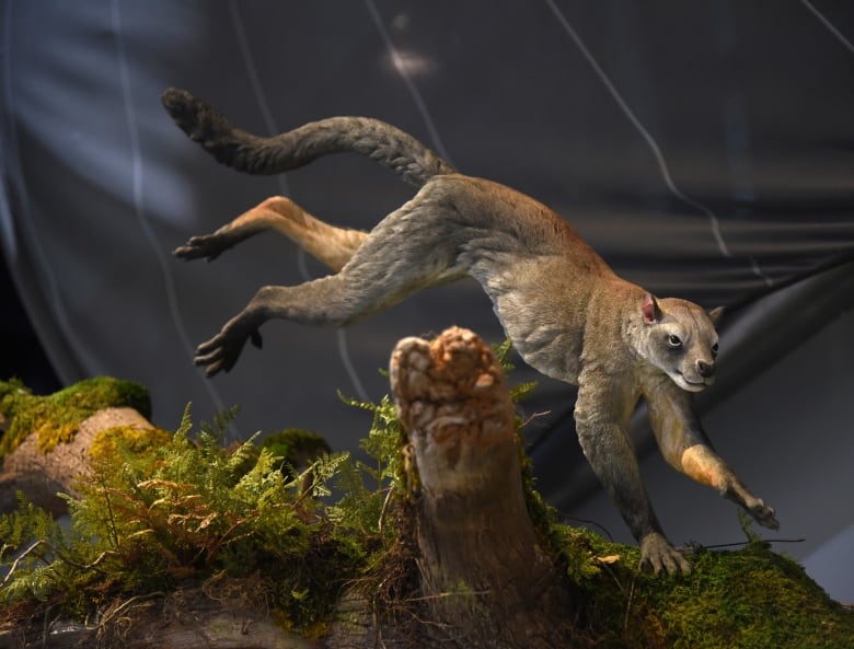 An image of an animal that looks like a squirrel crossed with a cat runs across a branch. 