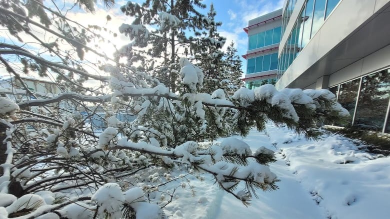 pine trees with snow piled up on its branches 