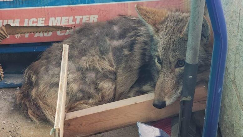 A coyote curls up outside Kent Building Supplies in Charlottetown.