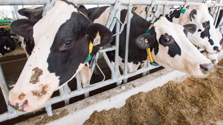 Cows behind a gate