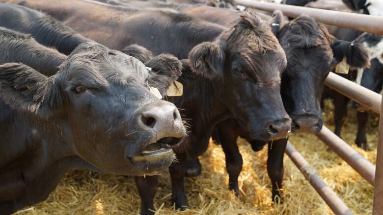 Cattle stand in a pen.