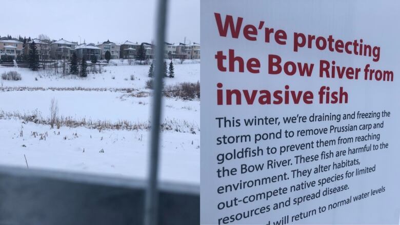 two photos side by side. one is a snowy field with houses at the back. the other is a sign that reads 'we're protecting the bow river from invasive fish'