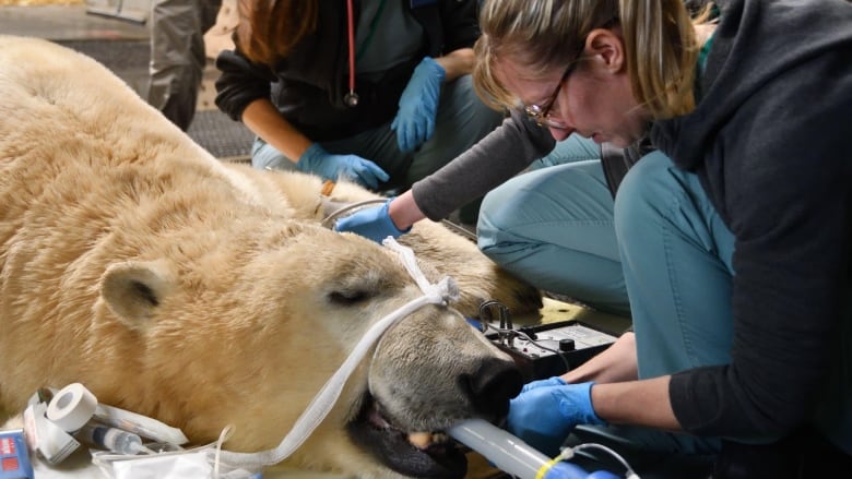 A doctor kneels beside a polar bear, whose eyes are closed. 