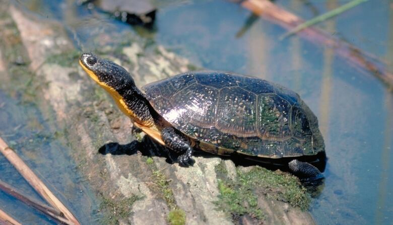 A Blanding's turtle sits on a log on the surface of a pond. 