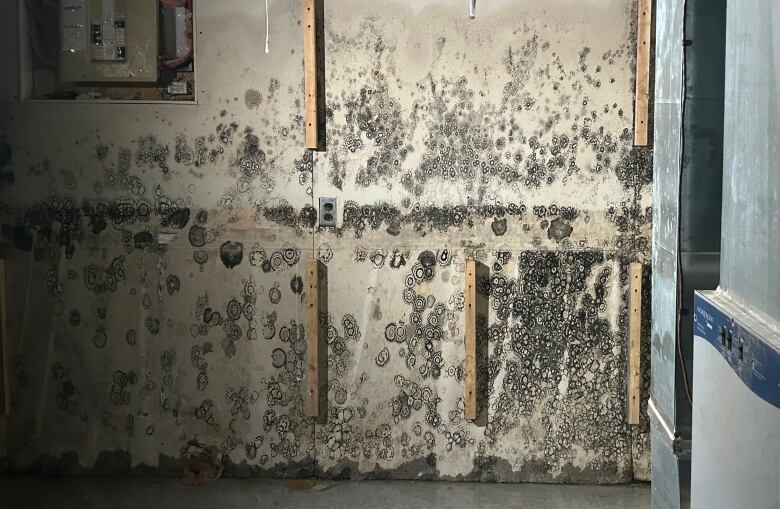 A basement wall covered in mould. 