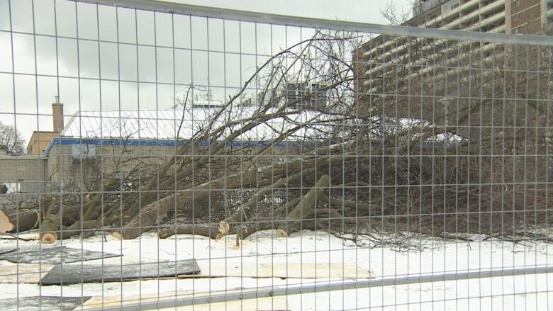 Chopped down trees can be seen behind a metal fence. 