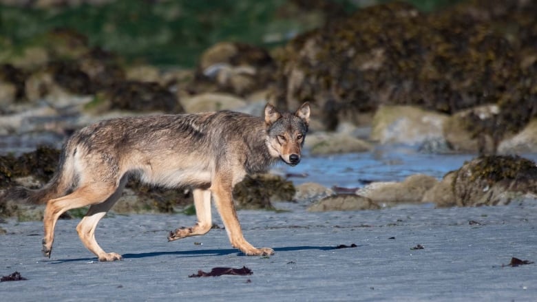 a wolf prowls along a sandy coast.