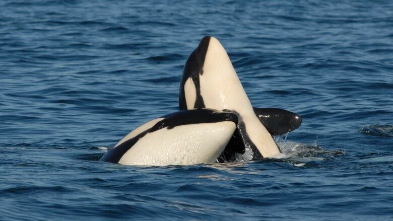 Two killer whales frolic in the water.