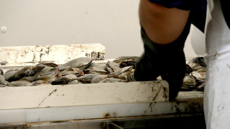 A person wearing gloves standing in front of a container of shellfish.