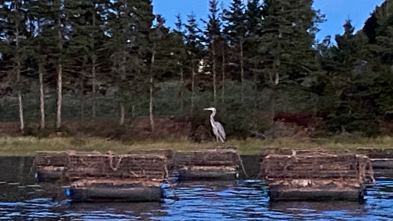 A buffer zone near Vernon River. There is blue water in the front of the photo with a heron sitting on the edge and trees in the background. 