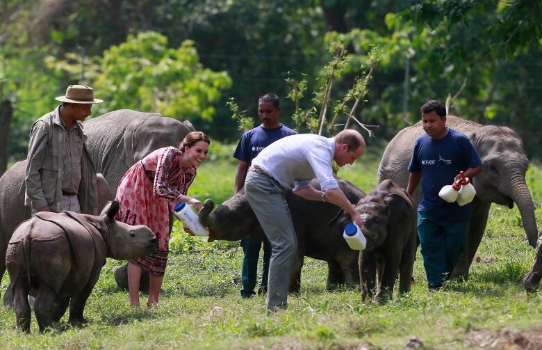 People feed baby elephants.