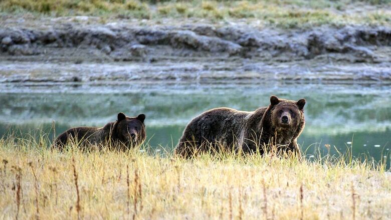 Two grizzly bears walk on grass with a river behind.