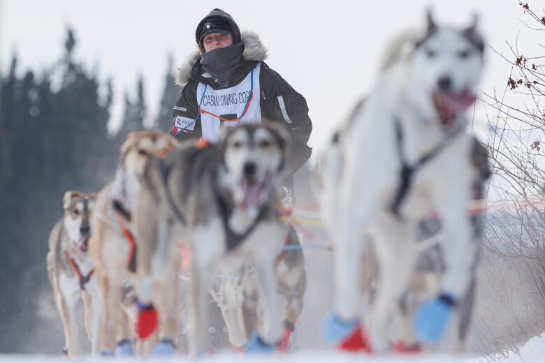 A smiling woman is in focus as a team of dogs pulls her along on a sled.