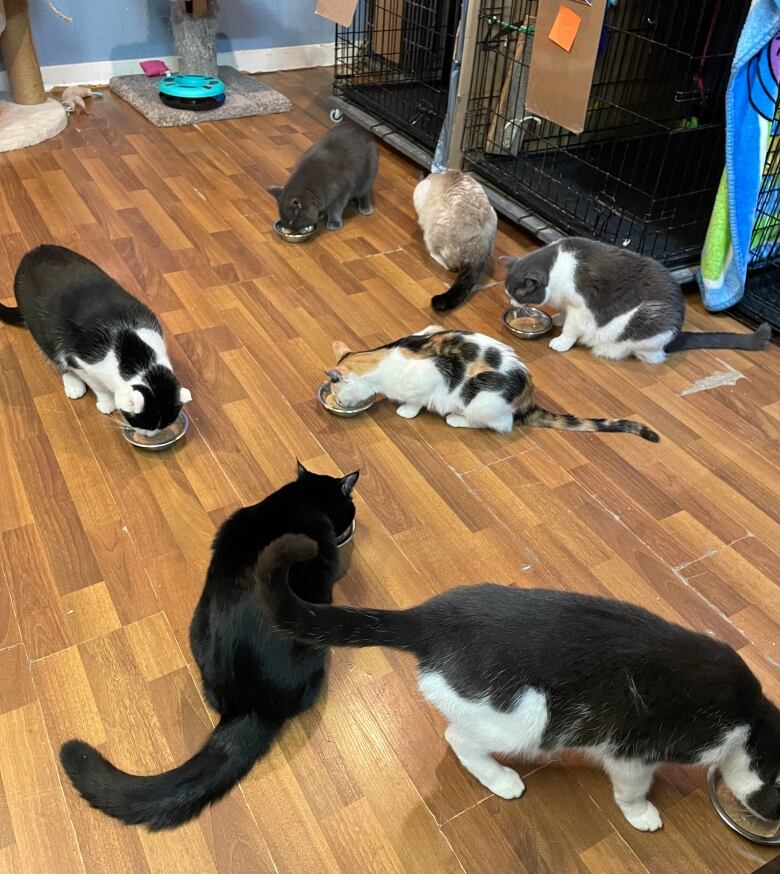 Six cats of all different colours lean over their food bowls.